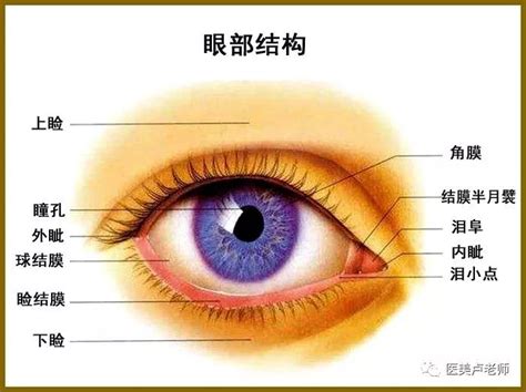 眼睛 部位|眼睛構造全分析介紹 